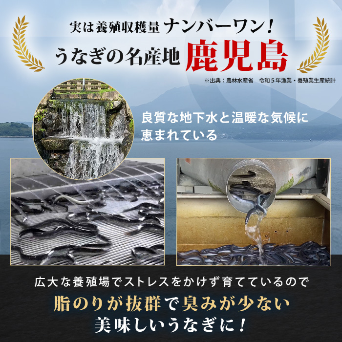 鹿児島県産うなぎ12食セット＆きざみ付き