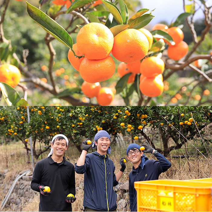 100%ピュアジュースバラエティセット