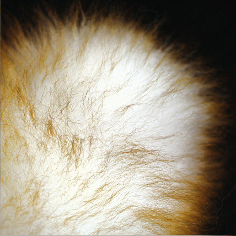 ウールダスターL