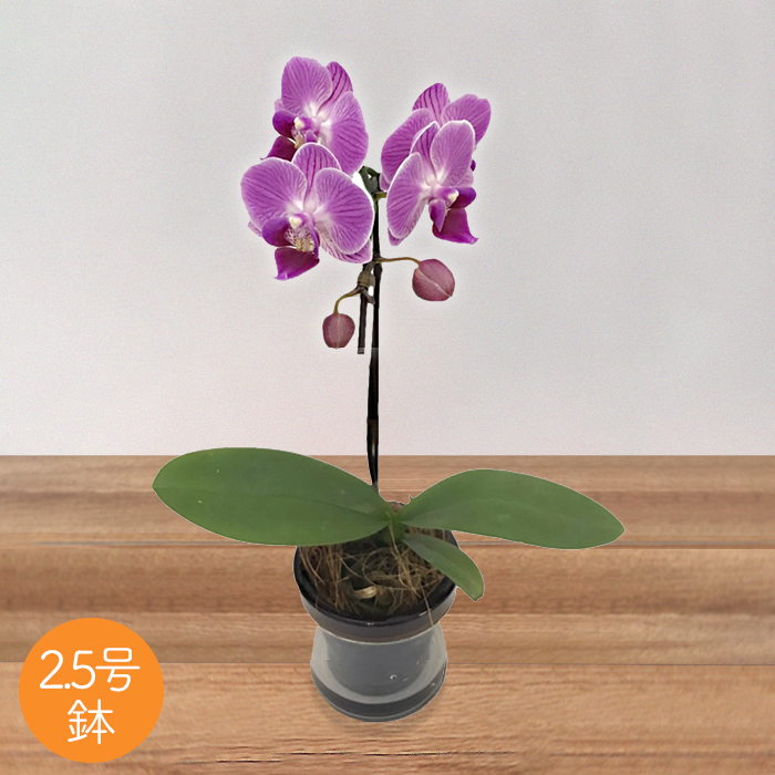 マイクロ胡蝶蘭アクアポット2.5号鉢1本立ち
