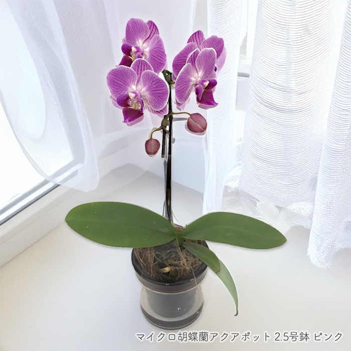 マイクロ胡蝶蘭アクアポット2.5号鉢1本立ち