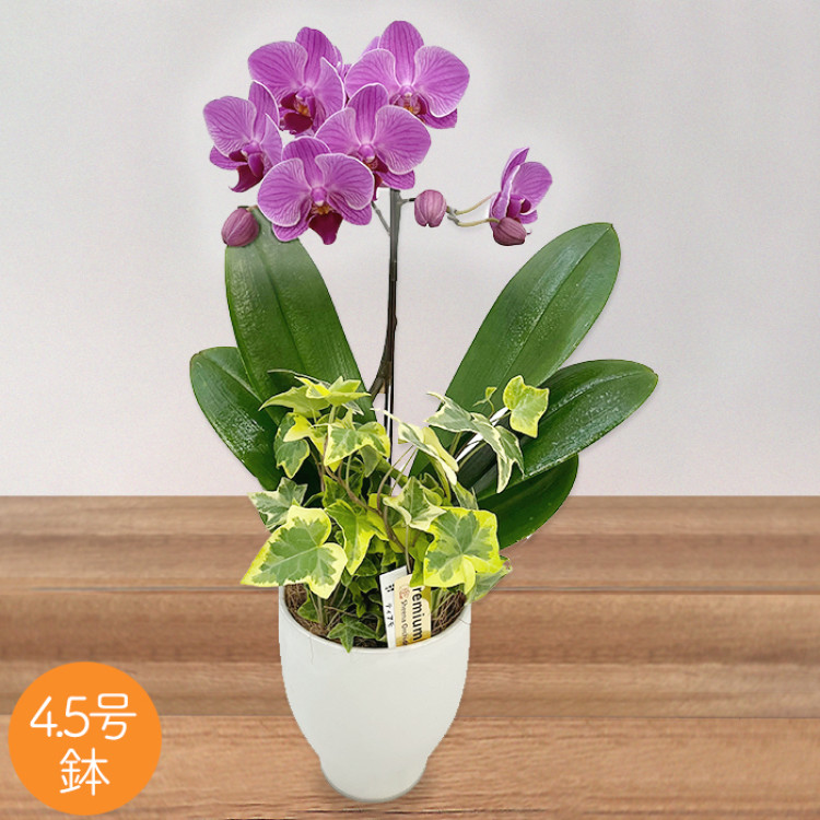 ミディ胡蝶蘭観葉寄せ 4.5号鉢1本立ち