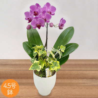 ミディ胡蝶蘭観葉寄せ 4.5号鉢1本立ち