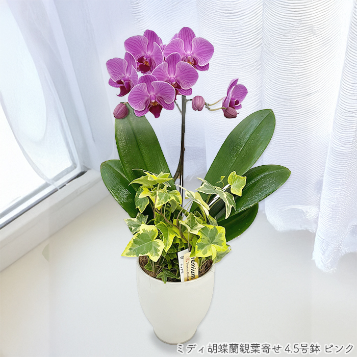 ミディ胡蝶蘭観葉寄せ 4.5号鉢1本立ち