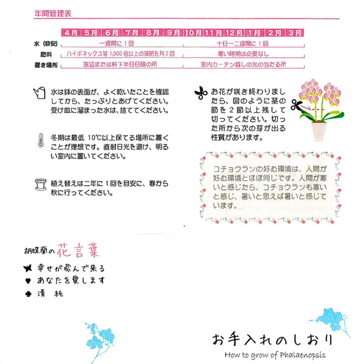 ミディ胡蝶蘭観葉寄せ 4.5号鉢1本立ち