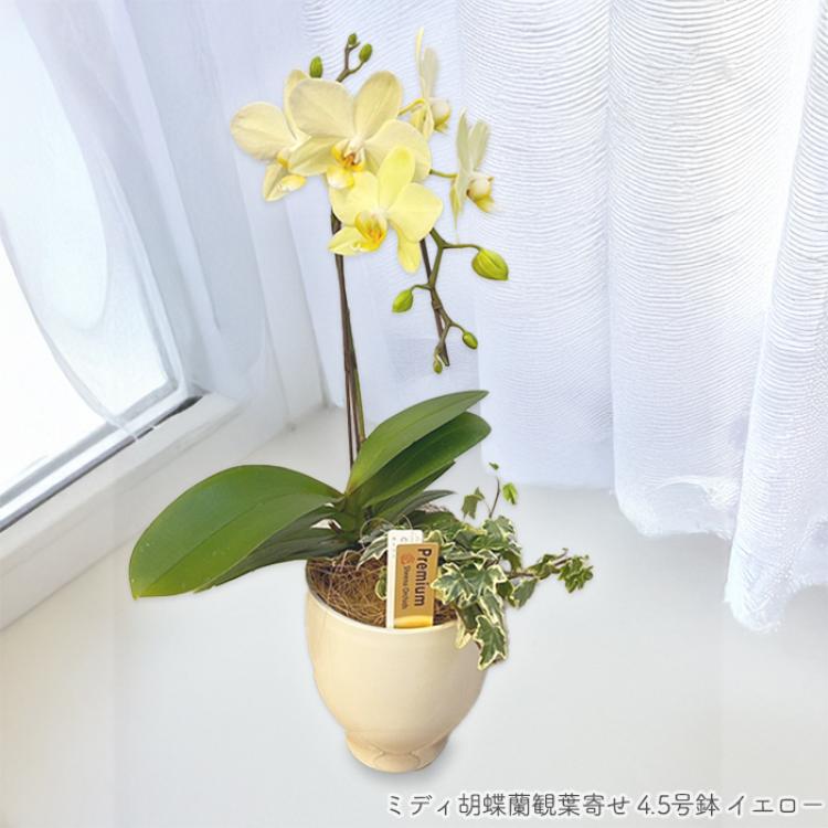 ミディ胡蝶蘭観葉寄せ 4.5号鉢1本立ち