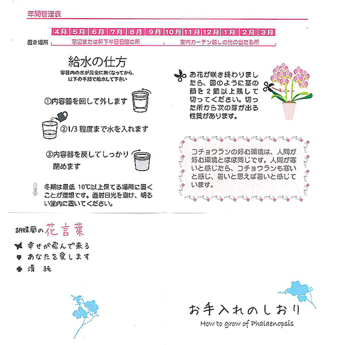 ミディ胡蝶蘭観葉寄せ 4.5号鉢1本立ち