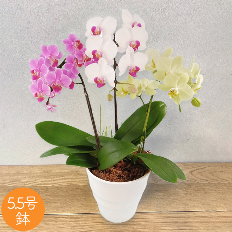 ミディ胡蝶蘭3色寄せ 5.5号鉢3本立ち