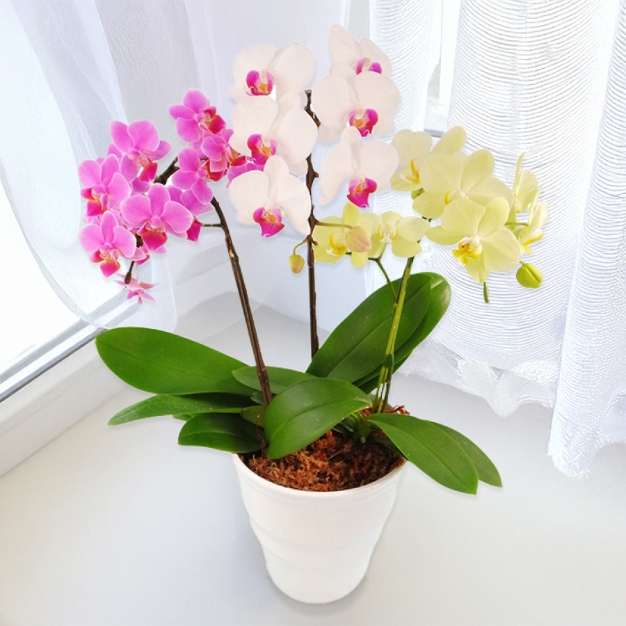 ミディ胡蝶蘭3色寄せ 5.5号鉢3本立ち