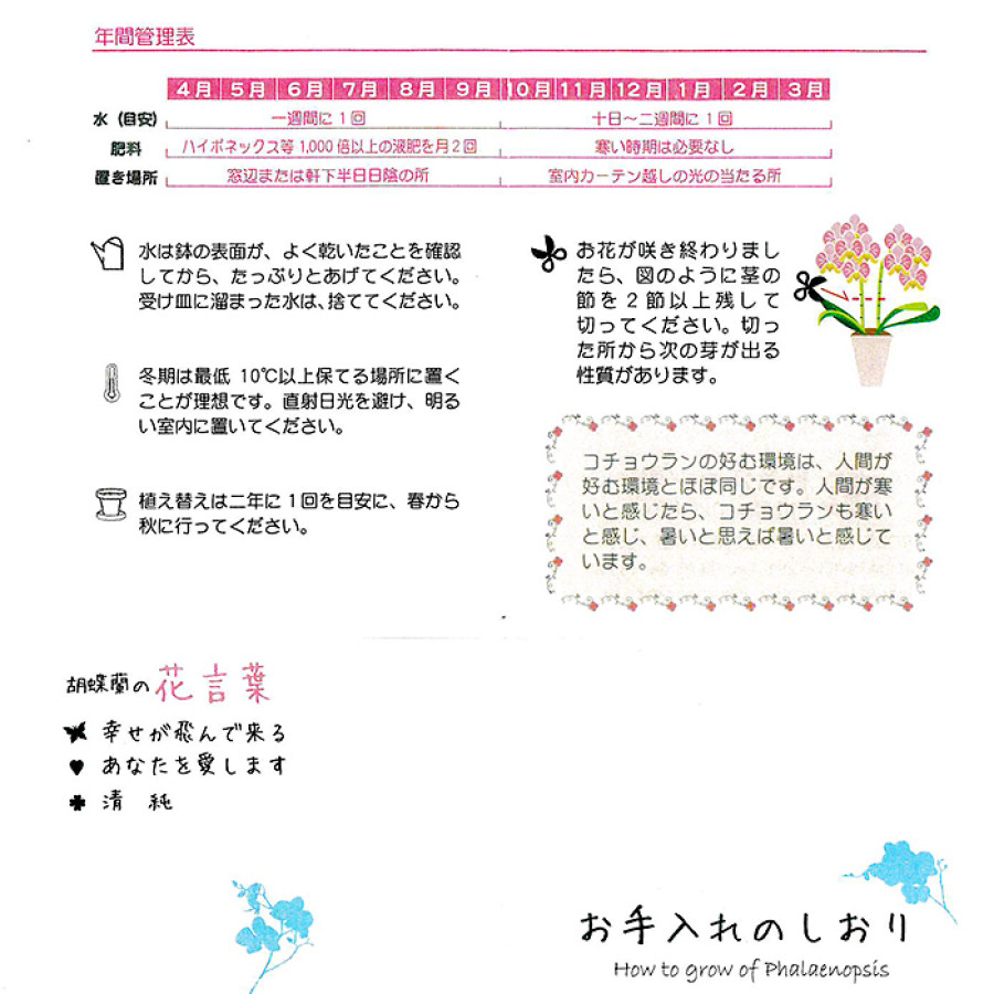 ミディ胡蝶蘭3色寄せ 5.5号鉢3本立ち