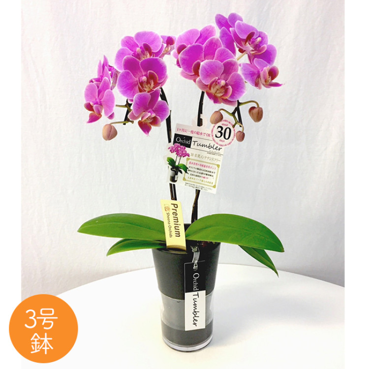 テーブル胡蝶蘭タンブラースリム3号鉢2本立ち