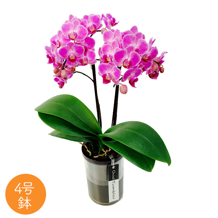 ミディ胡蝶蘭タンブラーポット 4号鉢 2本立ち