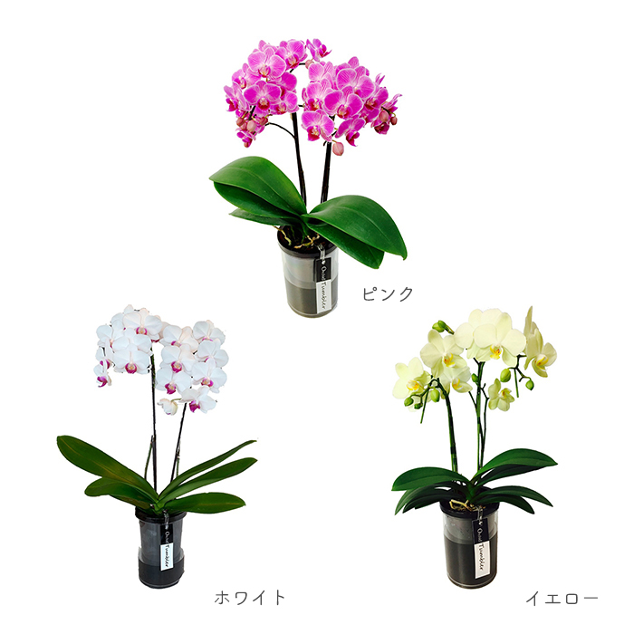 ミディ胡蝶蘭タンブラーポット 4号鉢 2本立ち