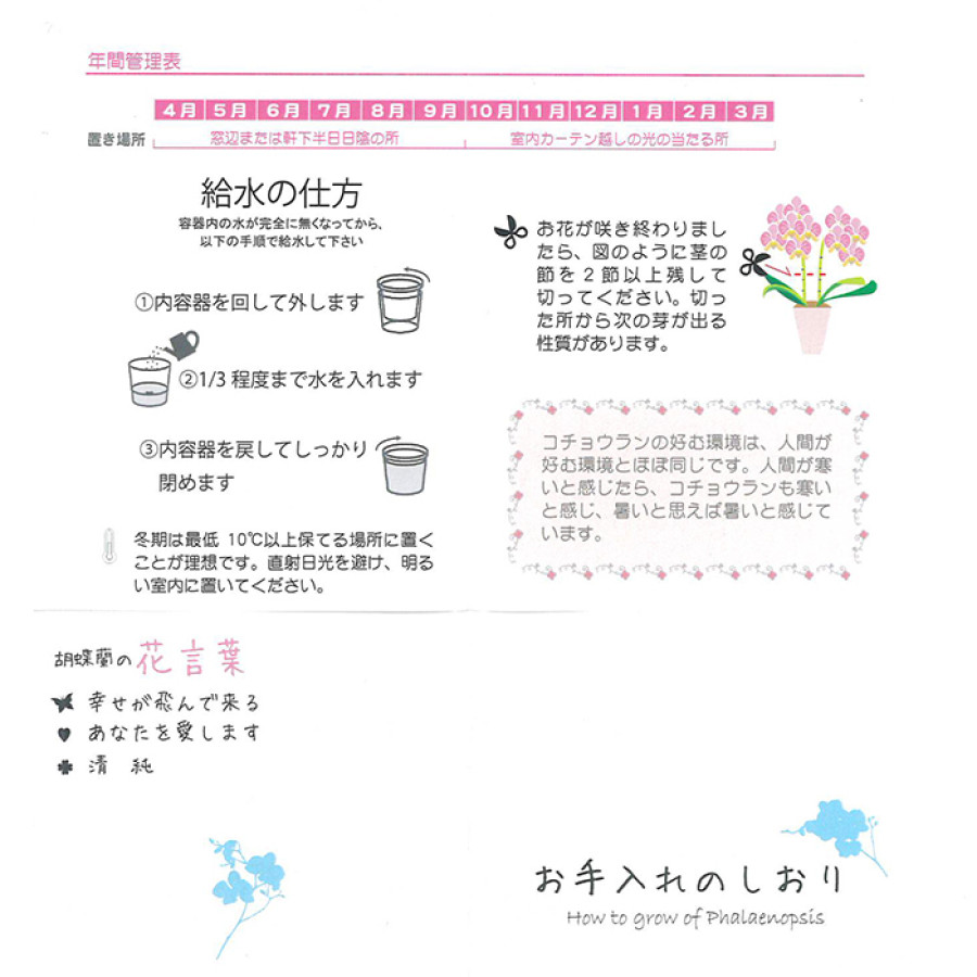 ミディ胡蝶蘭タンブラーポット 4号鉢 2本立ち