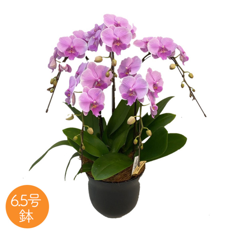 ミディ胡蝶蘭6.5号鉢 5本立ち