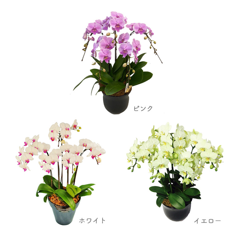 ミディ胡蝶蘭6.5号鉢 5本立ち