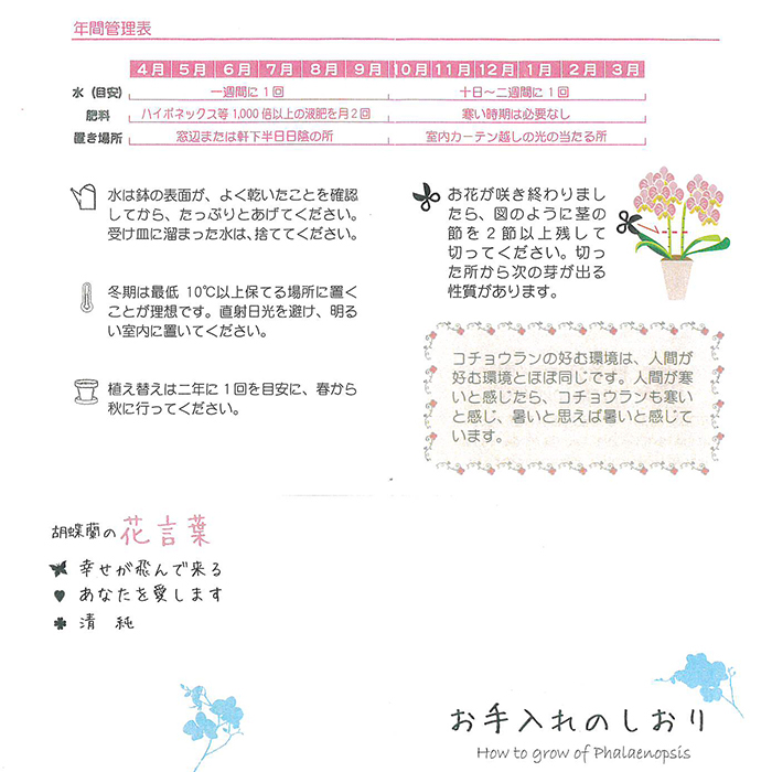 ミディ胡蝶蘭6.5号鉢 5本立ち