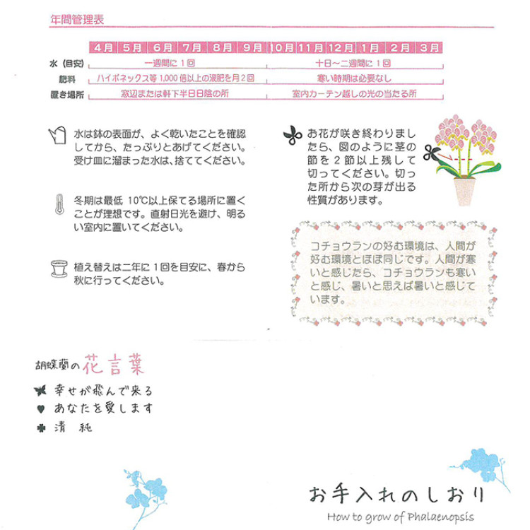 ミディ胡蝶蘭6.5号鉢 5本立ち