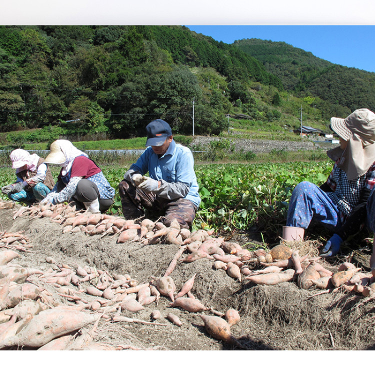 いも焼き菓子ひがしやま。ミニ12枚セット
