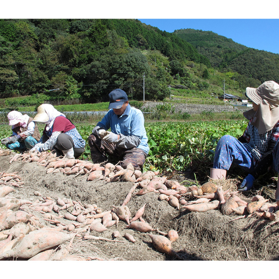いも焼き菓子ひがしやま。ミニ18枚セット
