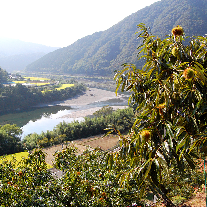 栗山(渋皮煮)4個セット