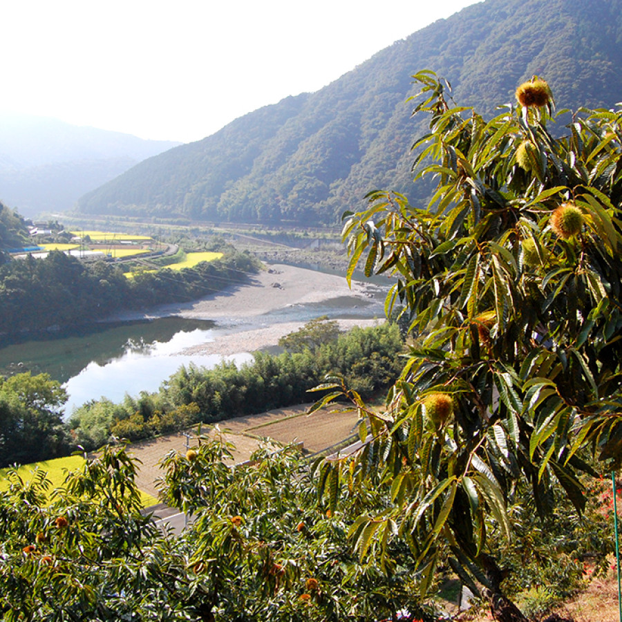 栗山(渋皮煮)4個セット
