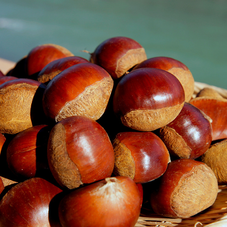 栗山(渋皮煮)6個セット