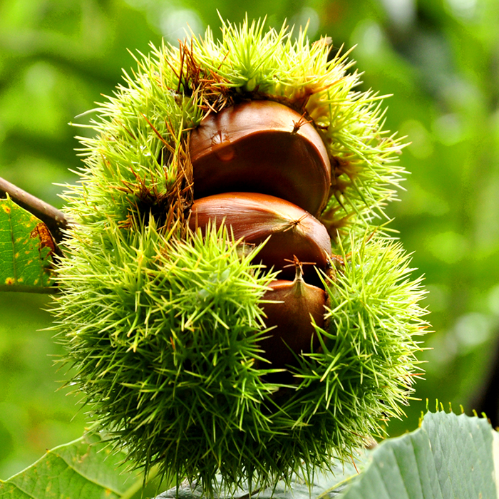 栗山(渋皮煮)6個セット