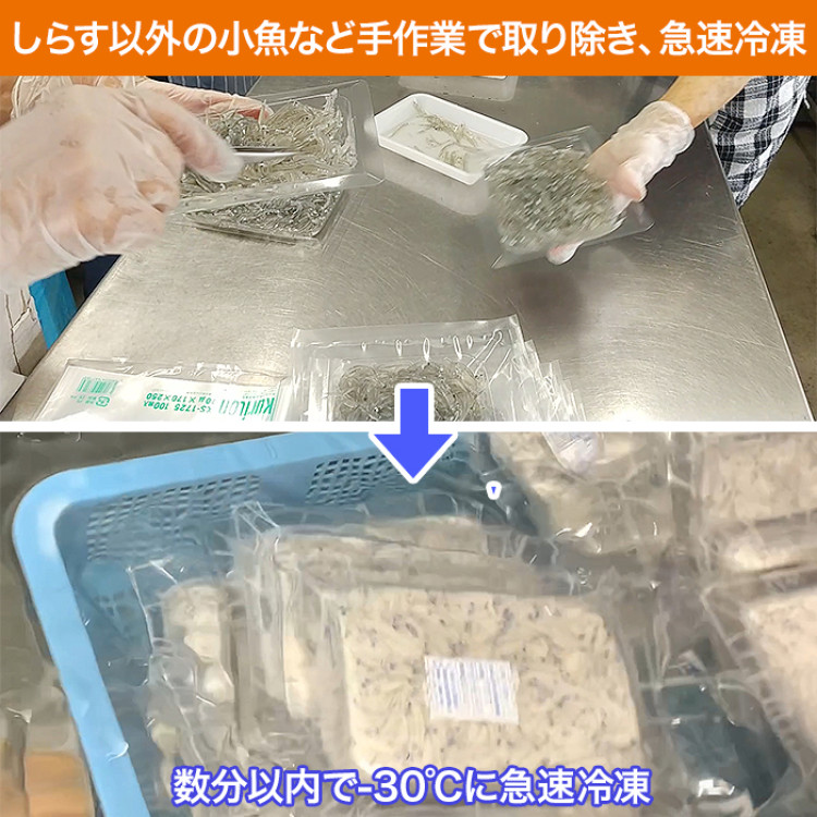 静岡県遠州灘産 冷凍生しらす 10パックセット(各100g)