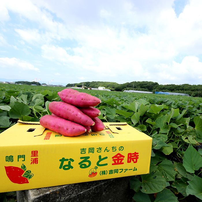 徳島県里浦町直送 吉岡さんちのなると金時3kgセット(土付き)