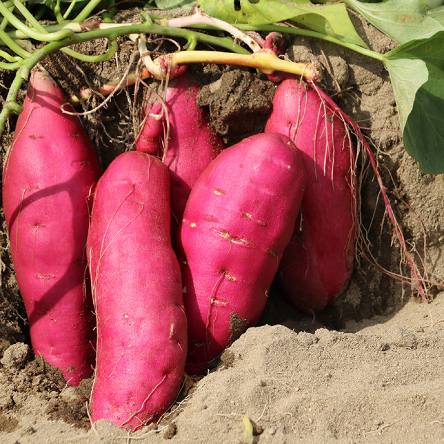 徳島県里浦町直送 吉岡さんちのなると金時10kgセット(土付き)