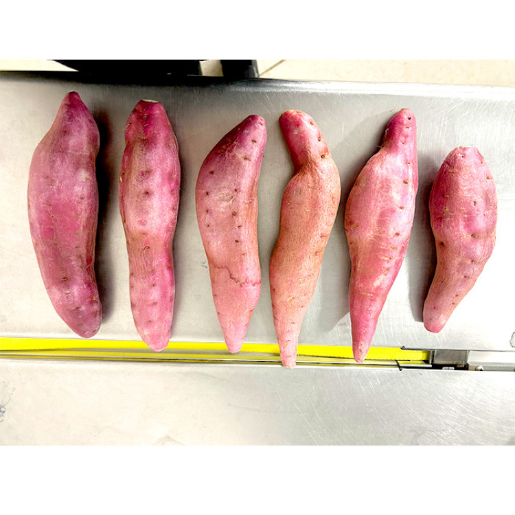 徳島県里浦町直送 吉岡さんちのなると金時 ふぞろい3kgセット