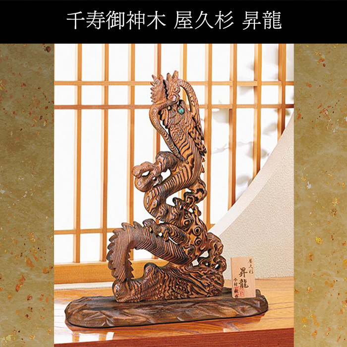 千寿御神木 屋久杉 昇龍