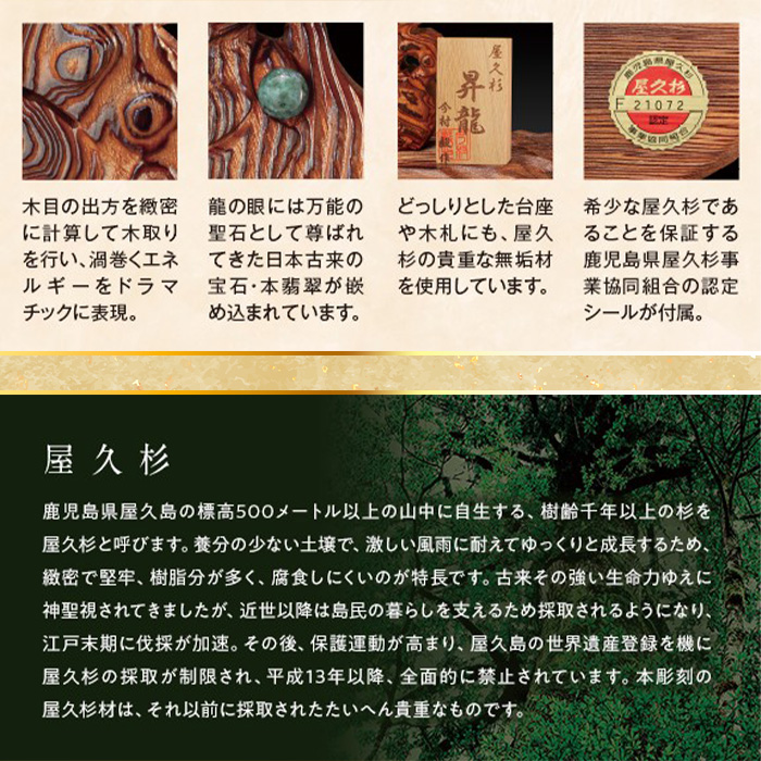 千寿御神木 屋久杉 昇龍