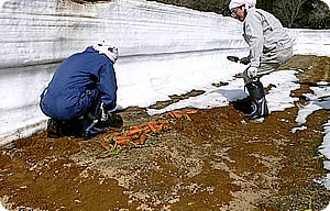 雪国生まれのおいしい人参ミックスジュース 62%タイプ 350ml &times;12本