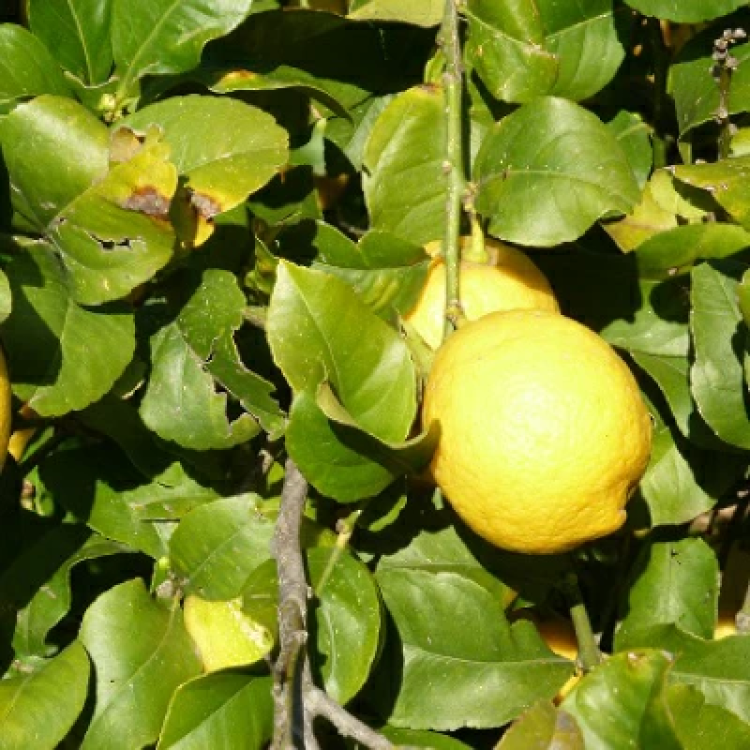 有機JAS ビオカ 有機レモンストレート 果汁100% 700ml