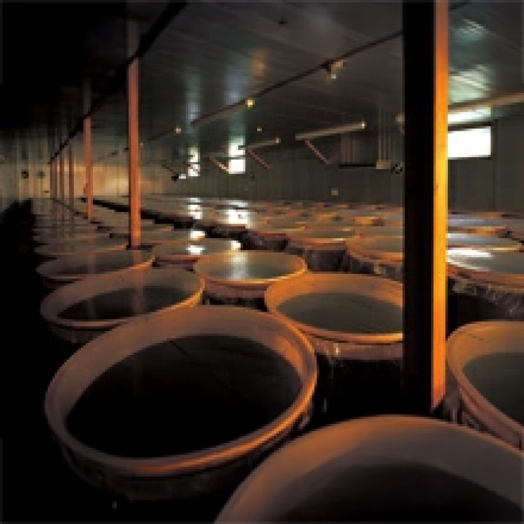 万田酵素 ペースト 瓶入り 145g