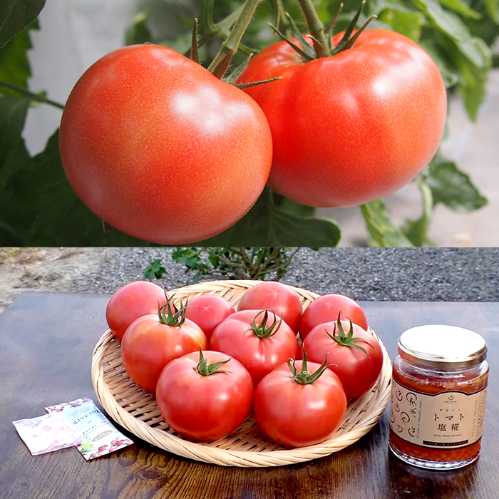 ヨダファーム 朝採れトマト特別セット