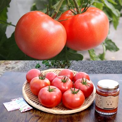 ヨダファーム 朝採れトマト特別セット