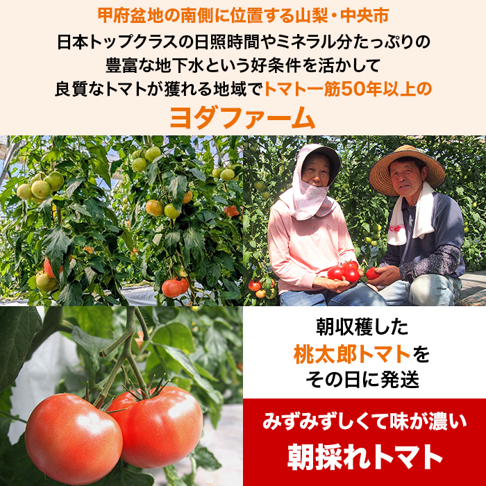 ヨダファーム 朝採れトマト特別セット