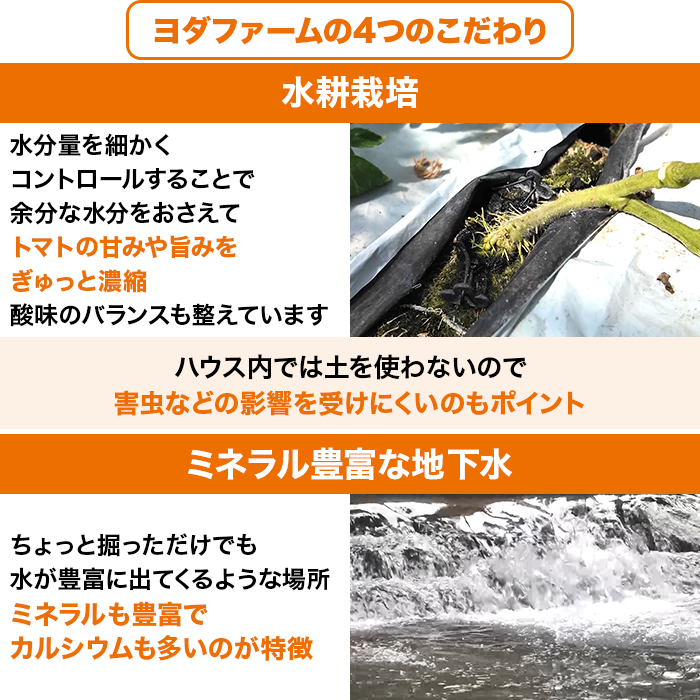 ヨダファーム 朝採れトマト特別セット