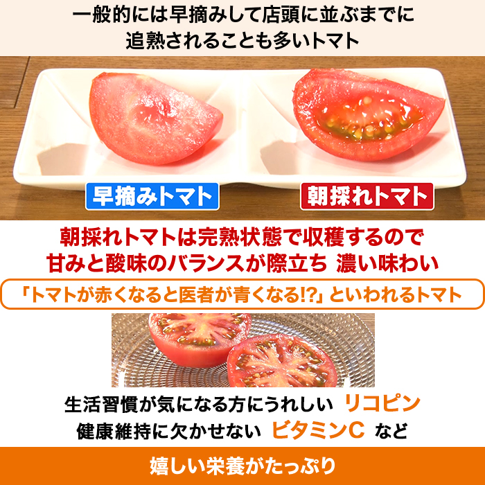 ヨダファーム 朝採れトマト特別セット