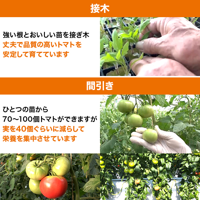 豊かさ溢れるトマトジュース(180ml)30本セット