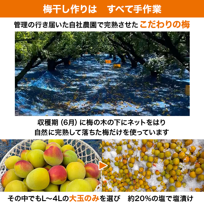 紀州南高梅はねだし梅干 はちみつ漬け 1.6kg特別セット