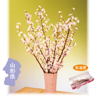 山形県産 みちのく初桜 70cm×5本