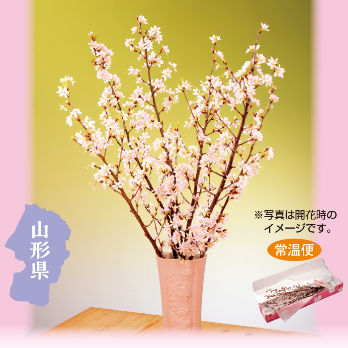 山形県産 みちのく初桜 70cm&times;5本